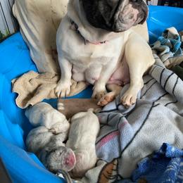 French Bulldog and Pembroke Welsh Corgi Puppies from The Grooming Barn LLC/ Wet Dog Ranch