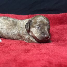 Akc Chocolate Based Cream Brindle - Cream female Dachshund puppy in Lehigh Acres, Florida from Ruby Rose Dachshund Dynasty
