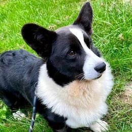 Mochi - Cardigan Welsh Corgi