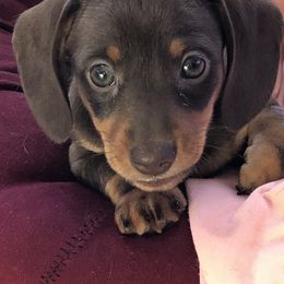 Dachshund Puppies from Doxie Acres