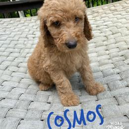 Goldendoodle Puppies from Bear Ridge Doodles