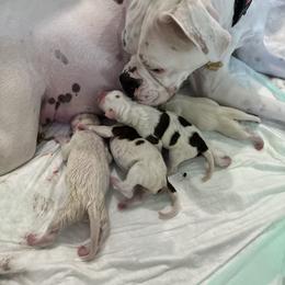 Boxer Puppies from Best Friends