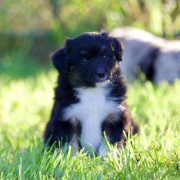 Btm - Black tri male Miniature American Shepherd puppy in Stephenville, Texas from Diamond H Aussies