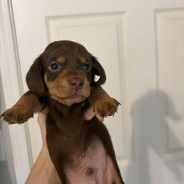 Warrior - Chocolate and tan male Dachshund puppy in Conroe, Texas from R&M Dachshunds