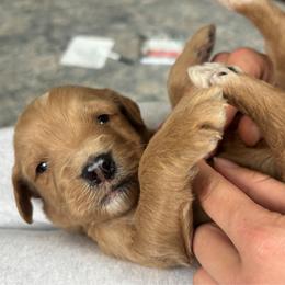 Boy gray - Apricot male Goldendoodle puppy in Mattawan, Michigan from Doodifuldoods
