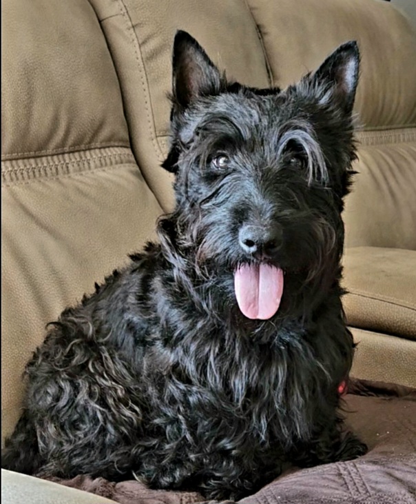 Belgian Malinois and Scottish Terriers from North River k9