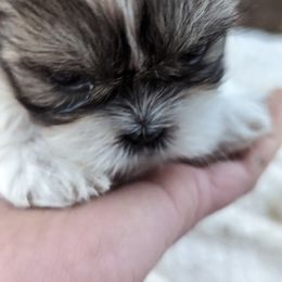 Shih Tzu Puppies from We Shih Tzu Not!