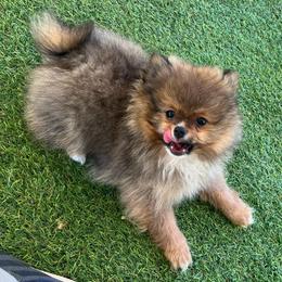 Elvis - Wolf sable male Pomeranian puppy in Jefferson City, Missouri from MJ’s Pomeranians