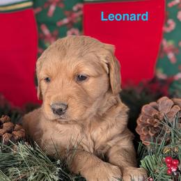 Leonard - Dark golden male Golden Retriever puppy in Parker, Colorado from Legacy Ranch Golden Retrievers