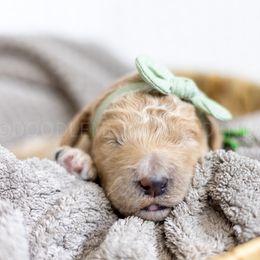 Green Collar - Apricot female Goldendoodle puppy in Sappington, Missouri from Doodle Me This Goldendoodles