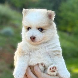 Mia - Red and white female Pomsky puppy in Grass Valley, California from Karalot Pomskies