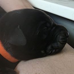 Male 3 - Black male Labrador Retriever puppy in Lenore, Idaho from Sunny Skies Retrievers