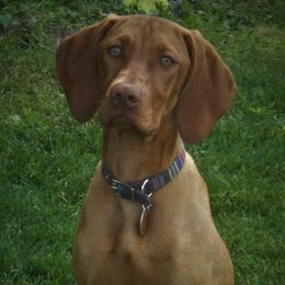 Lennox - Vizsla