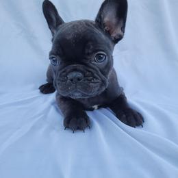 Josie (Girl 3) - Black female French Bulldog puppy in Neosho, Missouri from Norris Frenchies