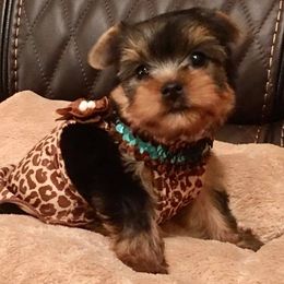 Morkie and Yorkshire Terrier Puppies from Jewels Yorkshire’s