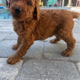 Charlie - Red  male Poodle puppy in Cape Coral, Florida from Ruby the poodle