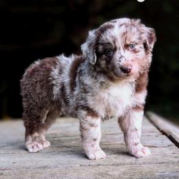 Nox - Red merle male Australian Shepherd puppy in Pomeroy, Ohio from HJ's Aussies