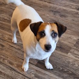 Loki - Russell Terrier