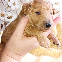 Dalmatian and Poodle Puppies from Reeves Family Standards