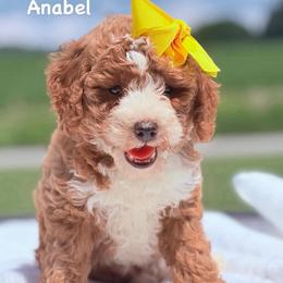Anabel - Red  female Goldendoodle puppy in Estesburg, Kentucky from Wet Goldendoodle Kisses