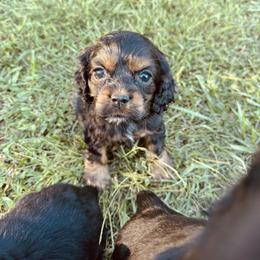 Boy 3 - Yellow - Black white and tan male Cocker Spaniel puppy in Ellenboro, North Carolina from Chantels Spaniels