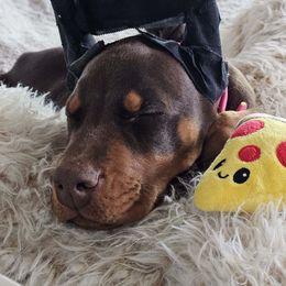 Doberman Pinscher Puppies from Eminent Dobermans