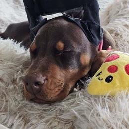 Doberman Pinscher Puppies from Eminent Dobermans