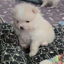 Adonis - Cream male Pomeranian puppy in Decatur, Alabama from Ruby's Pomeranians