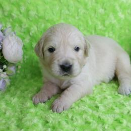 -Parents Have Excellent Health Test's- 3rd pick - Light golden male Golden Retriever puppy in Pasadena, Maryland from Promise Land