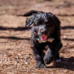 Girl 4 - Bernedoodle puppy in Choctaw, Oklahoma from Sugarcreek Haven Bernedoodles