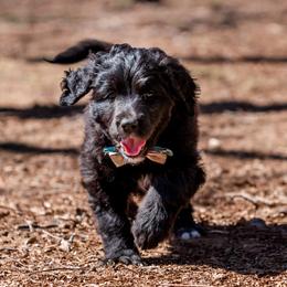 Girl 4 - Bernedoodle puppy in Choctaw, Oklahoma from Sugarcreek Haven Bernedoodles