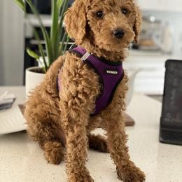Lola - Poodle