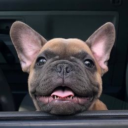 French Bulldogs from JP’s French Bulldogs of Ohio