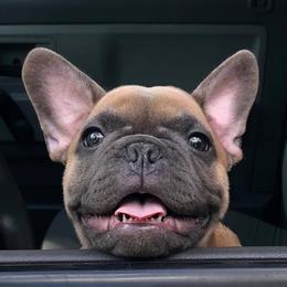 French Bulldogs from JP’s French Bulldogs of Ohio