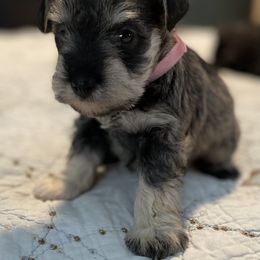 Miniature Schnauzer Puppies from Southern Charm Miniature Schnauzers
