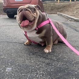 Dior - Bulldog