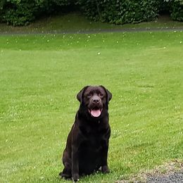 Styx - Labrador Retriever