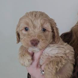 Mikey - Red and white male Cockapoo puppy in Galena, Illinois from Perry's doodles