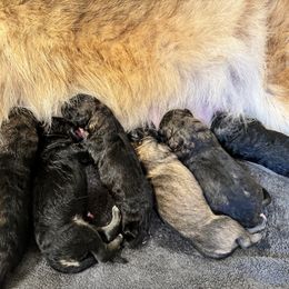 Female 2 - Sable female German Shepherd puppy in Litchfield, Ohio from Eden Shepherds
