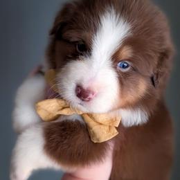 Sierra - Red tri-color female Australian Shepherd puppy in Georgetown, Texas from River Reign Australian Shepherds
