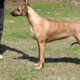 Simone - Rhodesian Ridgeback