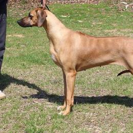 Simone - Rhodesian Ridgeback