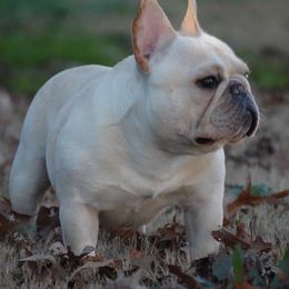Bulldogs and French Bulldogs from Double B Bulldogs