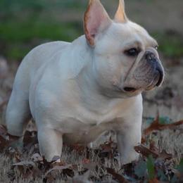 Bulldogs and French Bulldogs from Double B Bulldogs