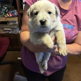 Male 06 - Blue speckled male Australian Cattle Dog puppy in Sheridan, Oregon from 6pk Cattledogs