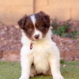 Maroon collar - Red tri-color female Australian Shepherd puppy in Buckeye, Arizona from Wranglin Farms