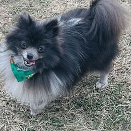 Tink - Pomeranian