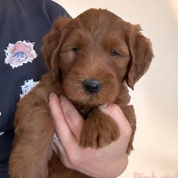 Aloha (Pink collar girl) - Red  female Goldendoodle puppy in Phelan, California from High Desert Doodles - the original