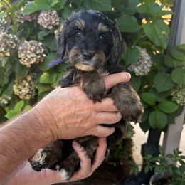 Purple prince boy - Tri-color male Bernedoodle puppy in Springfield, Oregon from Noble Bernedoodles