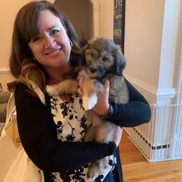 Sheepadoodle Puppies from Narrow Path Puppies